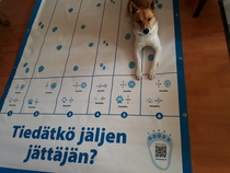 Kesä kannatta käyttää koiran koulutukseen